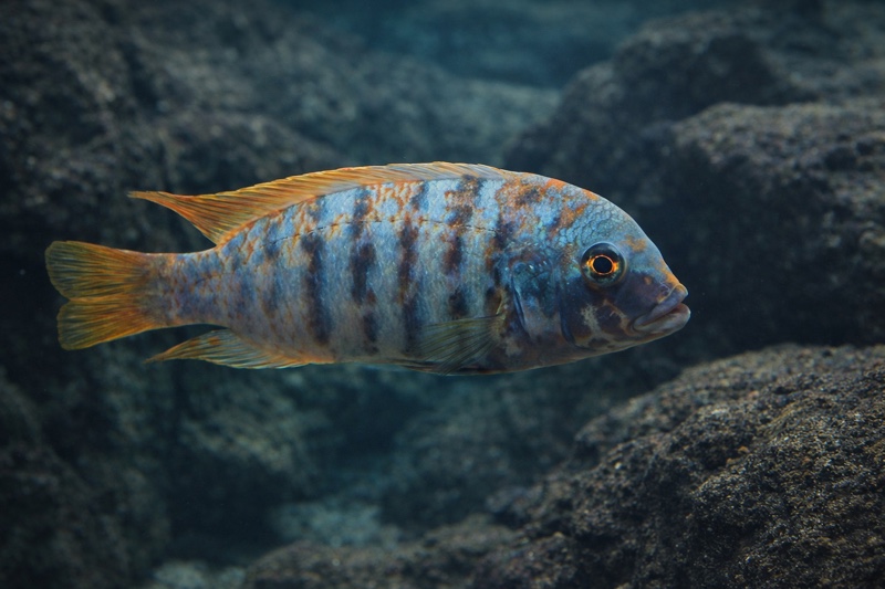 Maylandia zebra 'Chiwi Rocks'